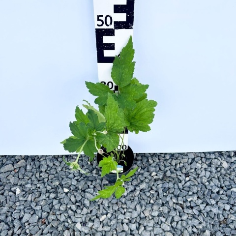 Zawilec japoński 'Whirlwind' 1L