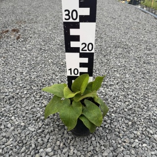 Żelaźniak żółty 2L