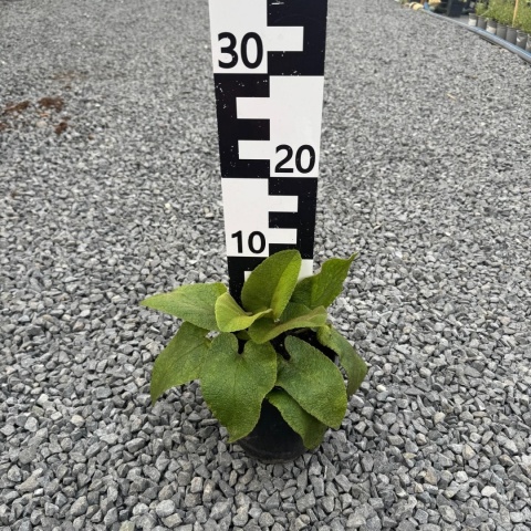 Żelaźniak żółty 2L