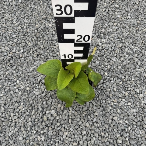 Żelaźniak żółty 2L