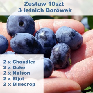 Zestaw Borówka amerykańska (2 x Chandler, 2 x Bluecrop, 2 x Duke, 2 x Eliot, 2 x Nelson)