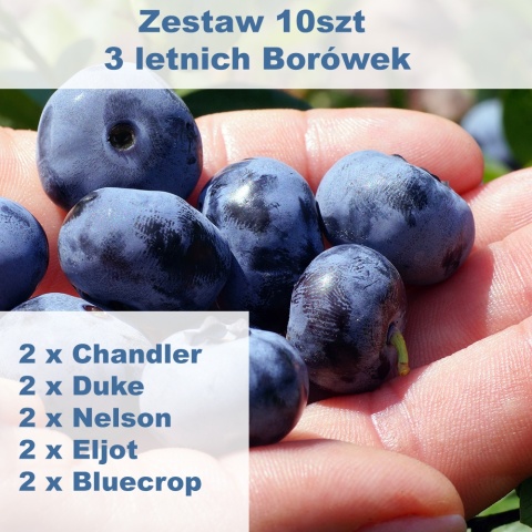 Zestaw Borówka amerykańska (2 x Chandler, 2 x Bluecrop, 2 x Duke, 2 x Eliot, 2 x Nelson)