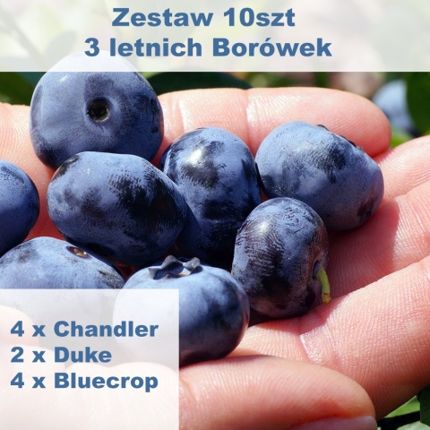 Zestaw Borówka amerykańska (4 x Chandler, 4 x Bluecrop, 2 x Duke)