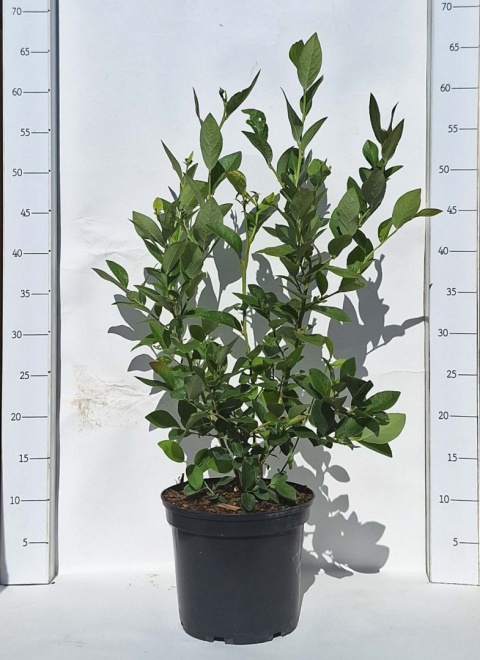 Zestaw Borówka amerykańska (4 x Chandler, 4 x Bluecrop, 2 x Duke)