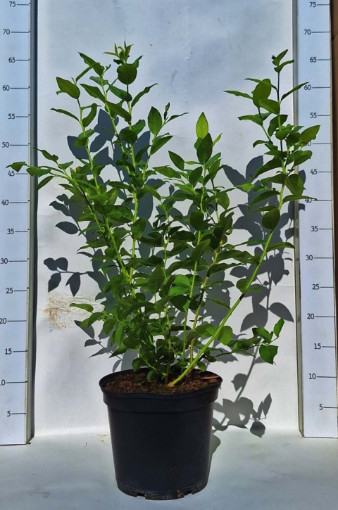 Zestaw Borówka amerykańska (4 x Chandler, 4 x Bluecrop, 2 x Duke)