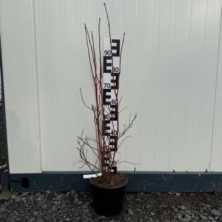 Zestaw Borówka amerykańska 70 szt 4L 4-letnie (25 x Chandler, 25 x Bluecrop, 20 x Duke) Paleta