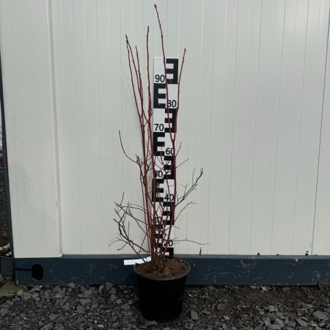 Zestaw Borówka amerykańska 70 szt 4L 4-letnie (25 x Chandler, 25 x Bluecrop, 20 x Duke) Paleta