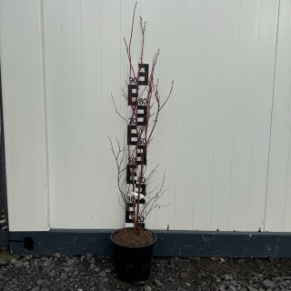 Zestaw Borówka amerykańska 70 szt 4L 4-letnie (25 x Chandler, 25 x Bluecrop, 20 x Duke) Paleta