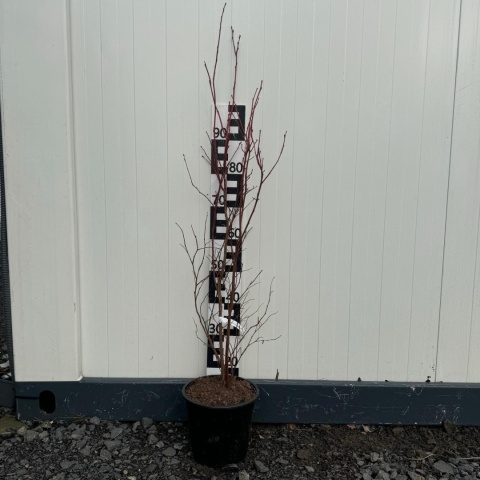 Zestaw Borówka amerykańska 70 szt 4L 4-letnie (25 x Chandler, 25 x Bluecrop, 20 x Duke) Paleta