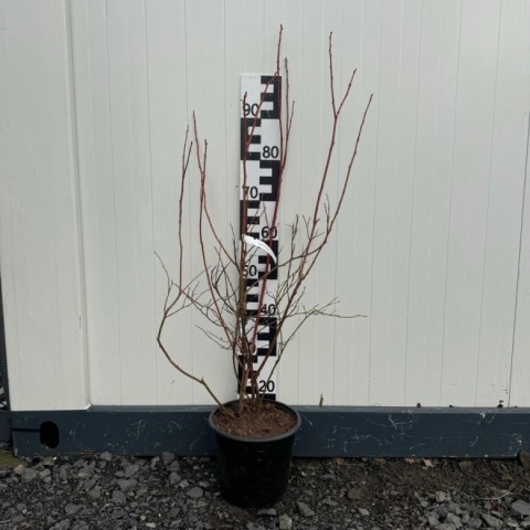 Zestaw Borówka amerykańska 70 szt 4L 4-letnie (25 x Chandler, 25 x Bluecrop, 20 x Duke) Paleta