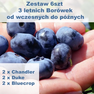 Zestaw Borówka amerykańska od wczesnych do późnych (2 x Duke, 2 x Chandler, 2 x Bluecrop)