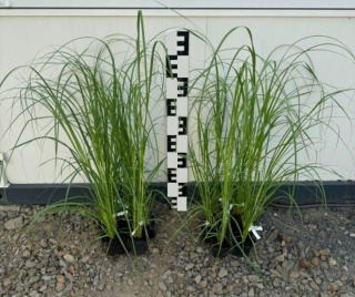 Zestaw Trawa Pampasowa (6 Białych i 6 Różowych) P9(0,5L)