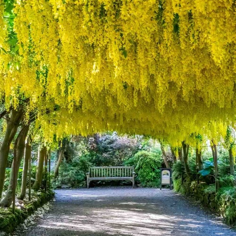 Złotokap 'Vossi' 2L