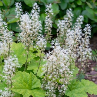 Żuraweczka 'White Revolution' 1,5L