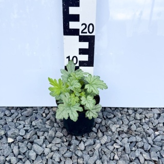 Żuraweczka 'White Revolution' 1,5L