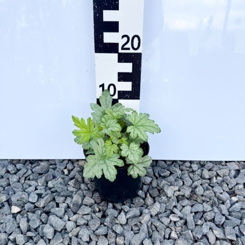 Żuraweczka 'White Revolution' 1,5L