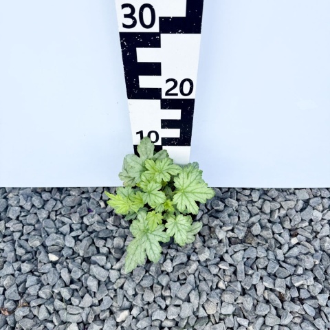 Żuraweczka 'White Revolution' 1,5L