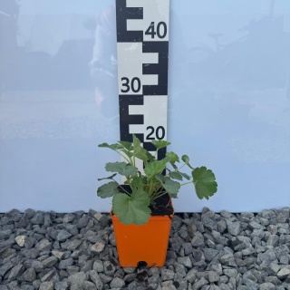 Żurawka krwista 'Leuchtkäfer' P11(1L)