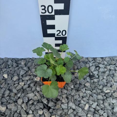 Żurawka krwista 'Leuchtkäfer' P11(1L)