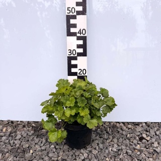 Żurawka krwista 'Ruby Bells' 3L