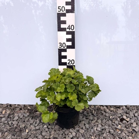 Żurawka krwista 'Ruby Bells' 3L