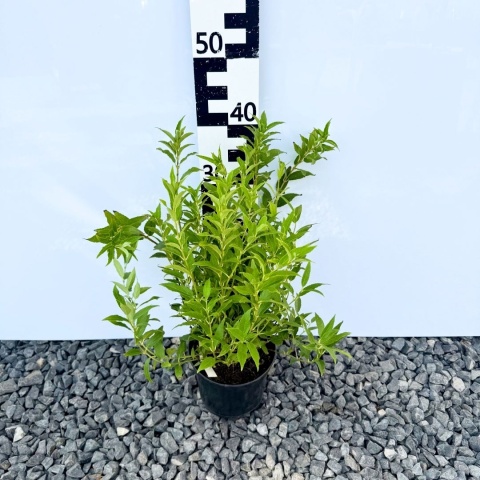 Żylistek wysmukły 'Nikko' 2L