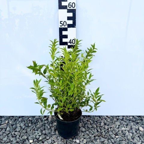 Żylistek wysmukły 'Nikko' 2L