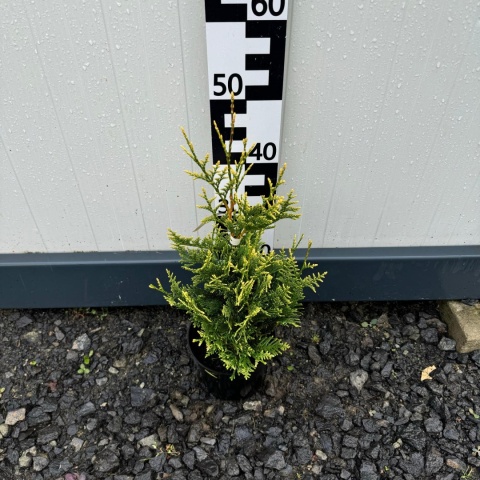 Żywotnik zachodni 'Aureospicata' 2L