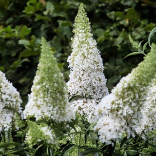 Budleja Dawida 'White Chip' 5L