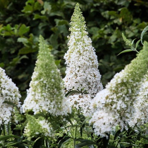Budleja Dawida 'White Chip' 5L