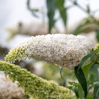 Budleja Dawida 'White Profusion' 2L