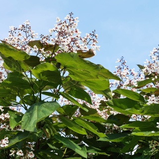 Catalpa zwyczajna 1,5L