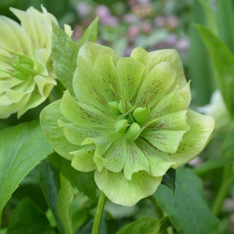 Ciemiernik 'Double Ellen Green' P9(0,5L)