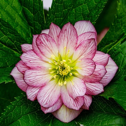 Ciemiernik 'Double Ellen Picotee' P9(0,5L)