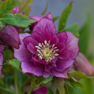 Ciemiernik 'Double Ellen Pink' P9(0,5L)