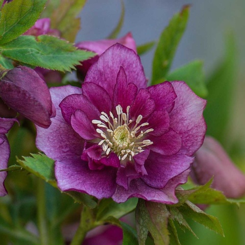 Ciemiernik 'Double Ellen Pink' P9(0,5L)