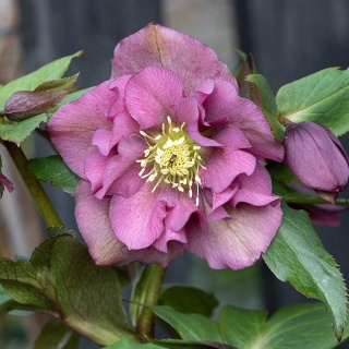 Ciemiernik 'Double Ellen Red' P9(0,5L)