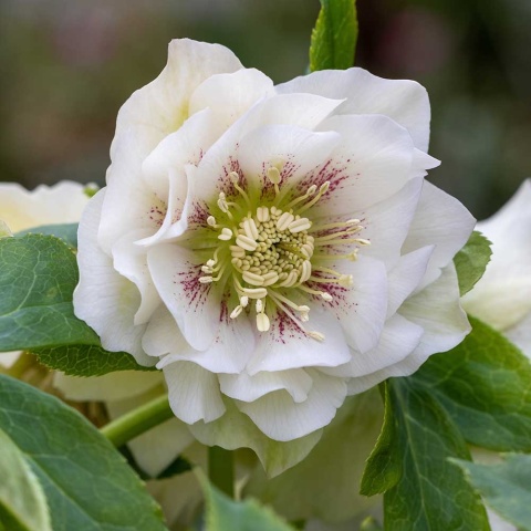 Ciemiernik 'Double Ellen White' P9(0,5L)