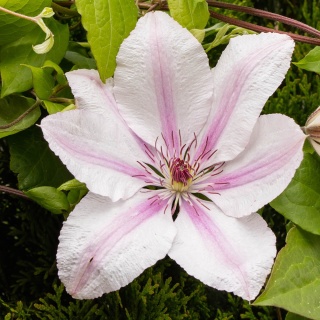 Clematis 'Jan Paweł II' 1,5L