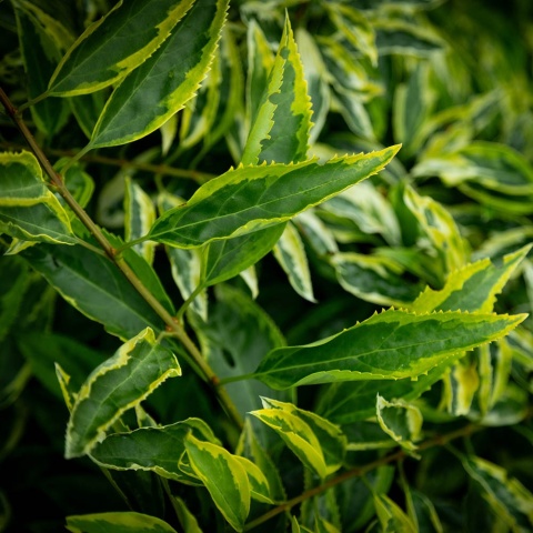 Forsycja 'Golden Times' 2L