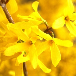 Forsycja 'Golden Times' 2L