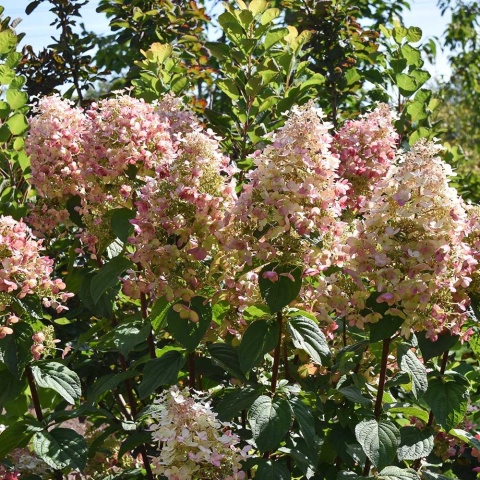 Hortensja bukietowa 'Bee Happy' 2L