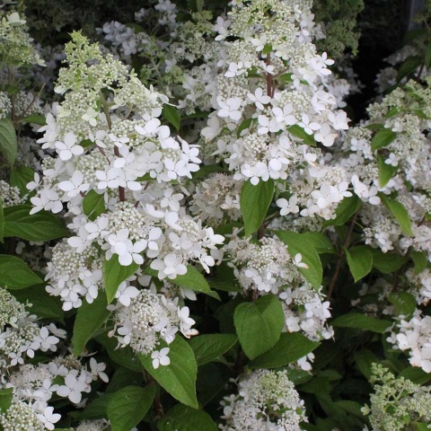 Hortensja bukietowa 'Confetti' 3L