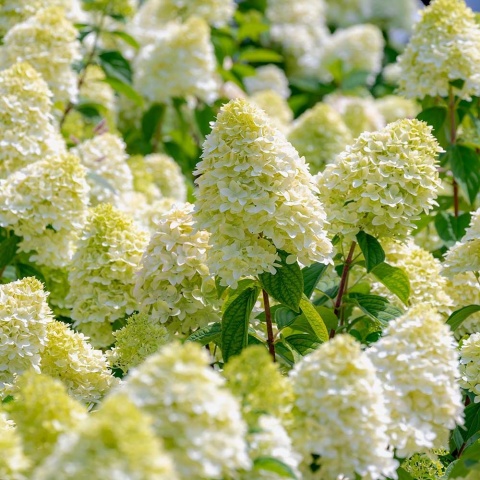 Hortensja bukietowa 'Diamantino' 3L