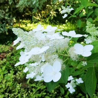 Hortensja bukietowa 'Kyushu' 2L