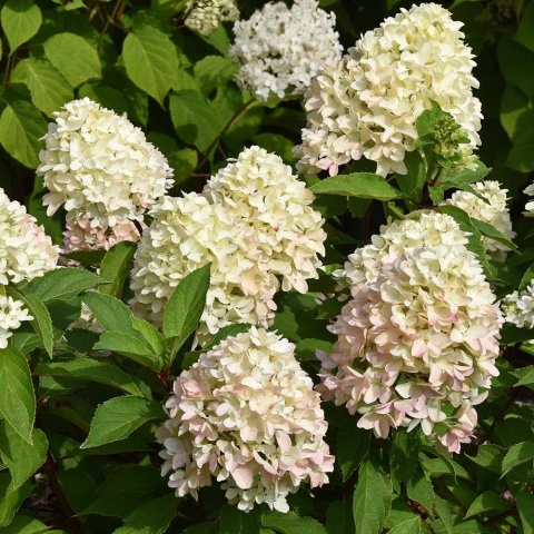 Hortensja bukietowa 'Little Fresco' 2L