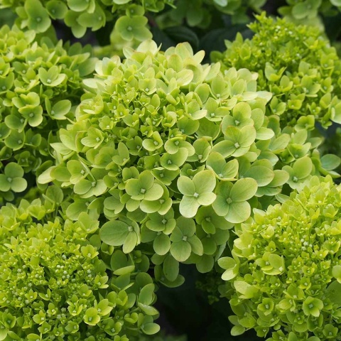 Hortensja bukietowa 'Little Lime' 2L