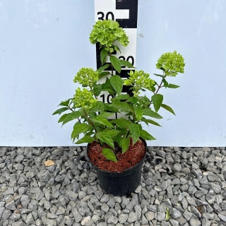 Hortensja bukietowa 'Little Lime' 2L