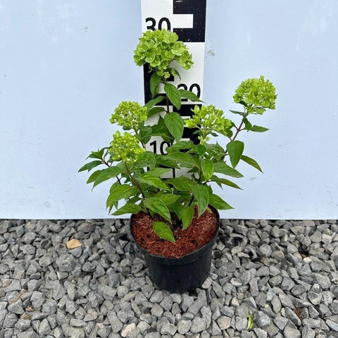Hortensja bukietowa 'Little Lime' 2L