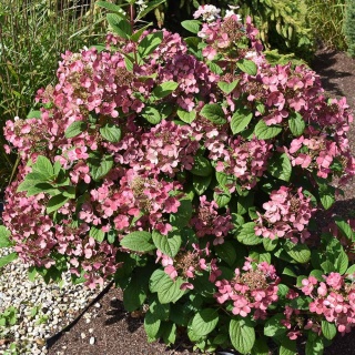Hortensja bukietowa 'Little Quick Fire' 2L